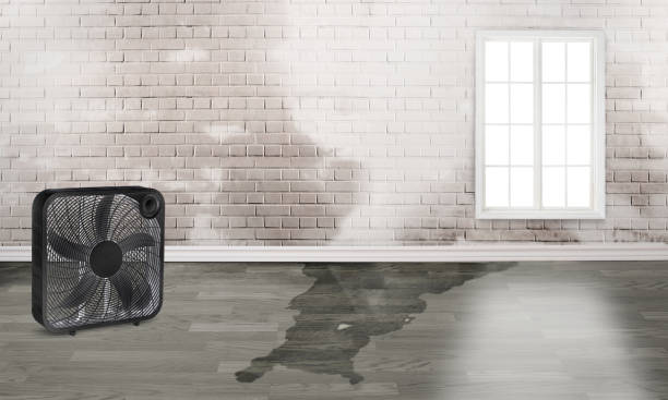 Best Flood restoration services  in American Fork, UT